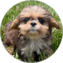 Linda Trombley profile picture